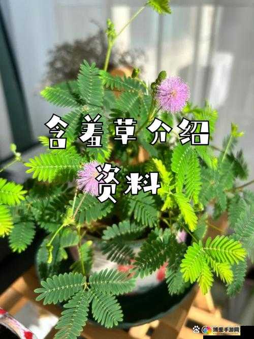 chinesesex 含羞草：探索未知的秘密花园
