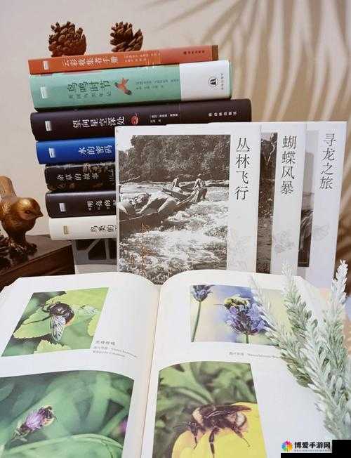 三叶草 gy4656：探索其独特魅力与未知奥秘之旅